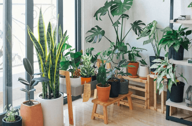 ¿Calor? Estas plantas te ayudarán a refrescar tu casa