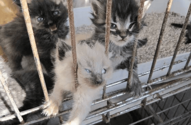 Inicia colecta de croquetas para albergue de gatos en Xalapa 2000