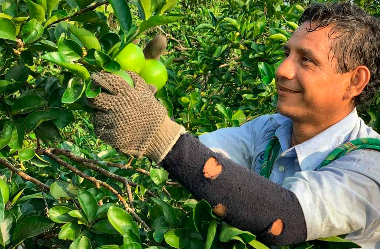 ¿Por qué tan caro el limón en Veracruz si lidera como productor? 