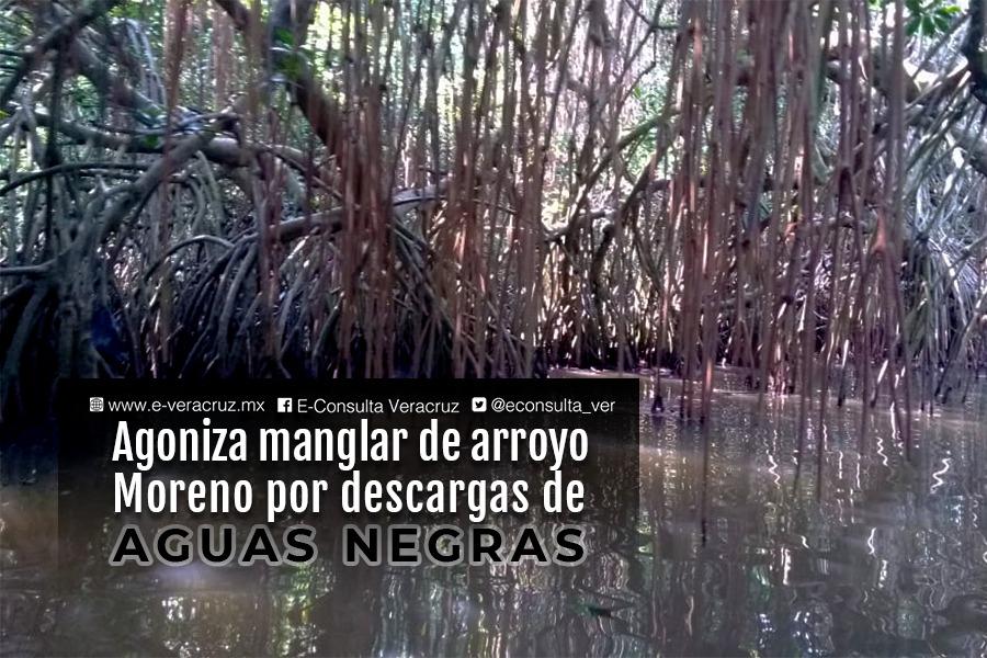 Agoniza el manglar de Boca del Río por descargas de aguas negras 