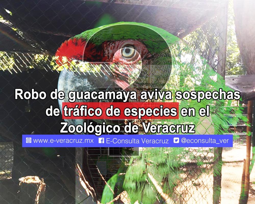 Robo de guacamaya en el zoológico de Veracruz ventila mercado negro de especies