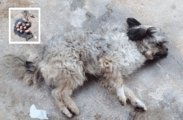 Con salchichas envenenadas, acusan asesinato de perros en Nanchital