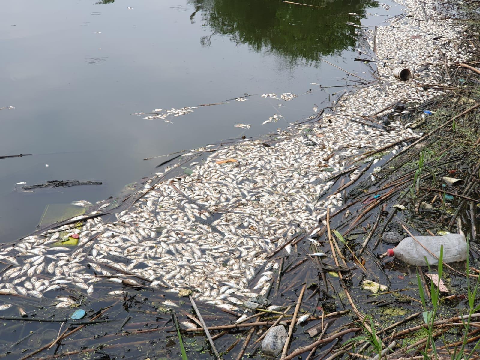 Decenas de peces mueren en río de Lagos de Puente Moreno, en Veracruz