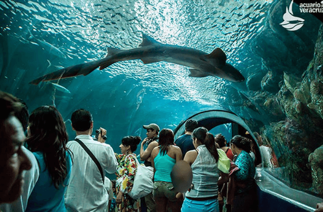 ¿Quieres ir gratis al Aquarium de Veracruz? Mira aquí cómo