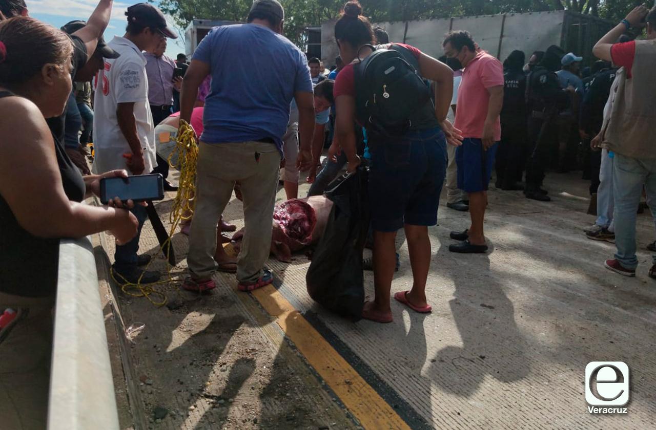 Rapiña de cerdos tras volcadura de camión en Cosoleacaque 