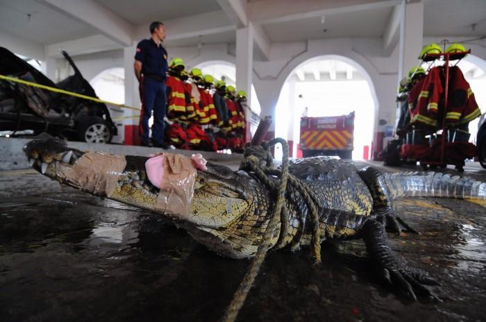 Capturan Bomberos de Veracruz cocodrilo de casi 2 metros
