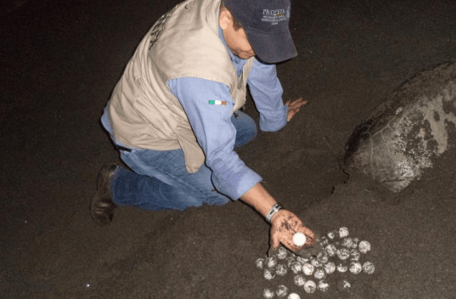 Resguardan tortuga carey que desovó en playa de Veracruz