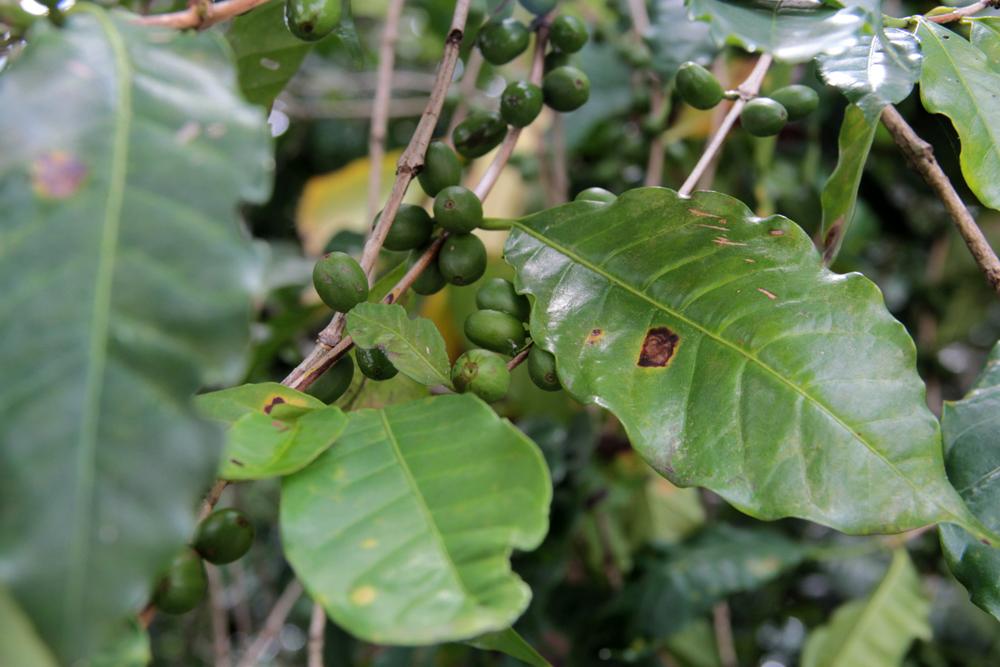 En riesgo 35 mil hectáreas de café en Huatusco por plaga de roya