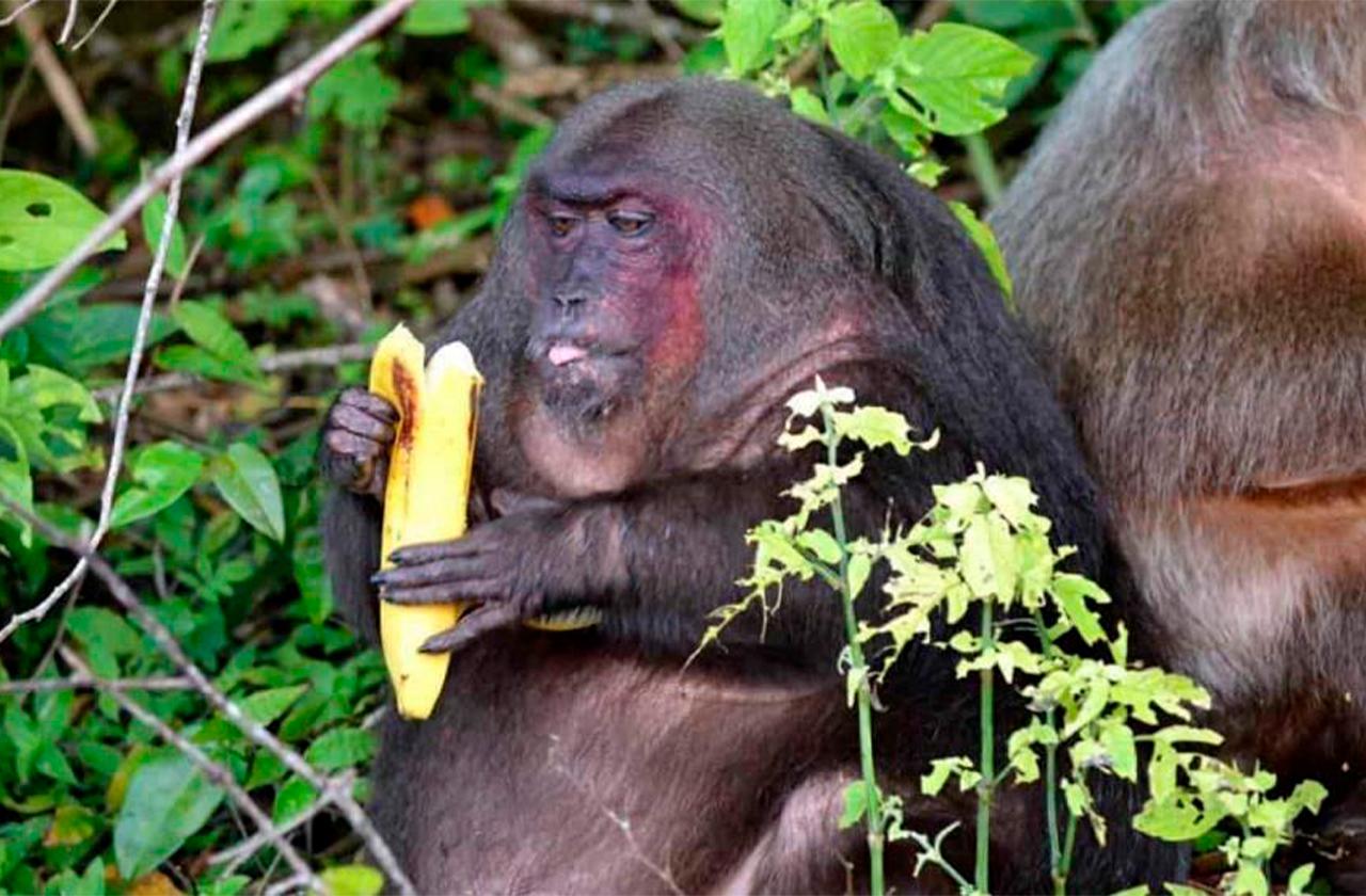 ¿Sabías que los monos de Catemaco son de origen asiático?