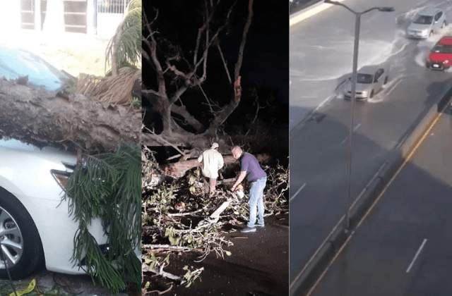 Saldo FF19: caídas de árboles, apagones y dos lesionados en Veracruz