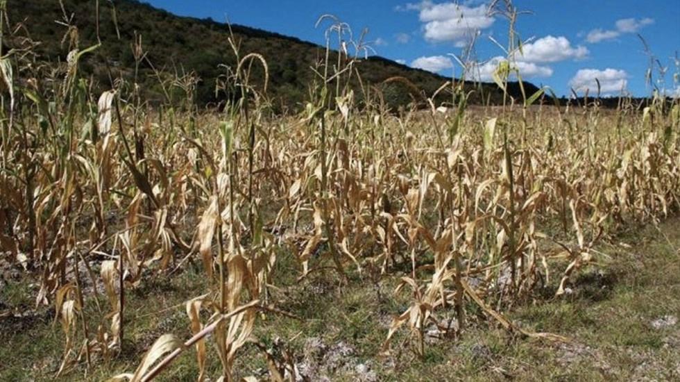 Entregarán apoyos a productores ganaderos afectados por la sequía 