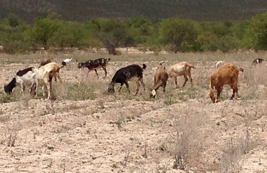 40.6 por ciento del territorio veracruzano presenta sequía extrema