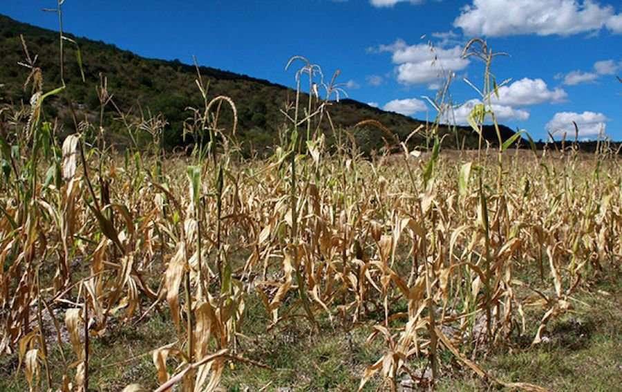 Sequía 'irreparable' para cinco municipios de Veracruz