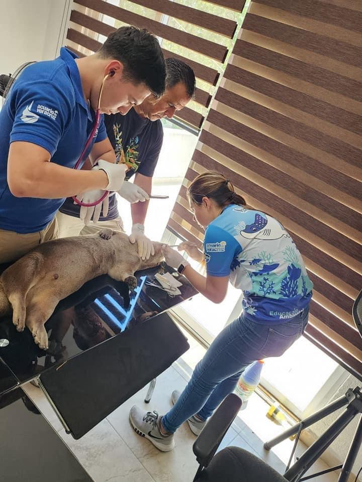 Veracruz, Boca del Río y Alvarado: zona con más animales silvestres heridos