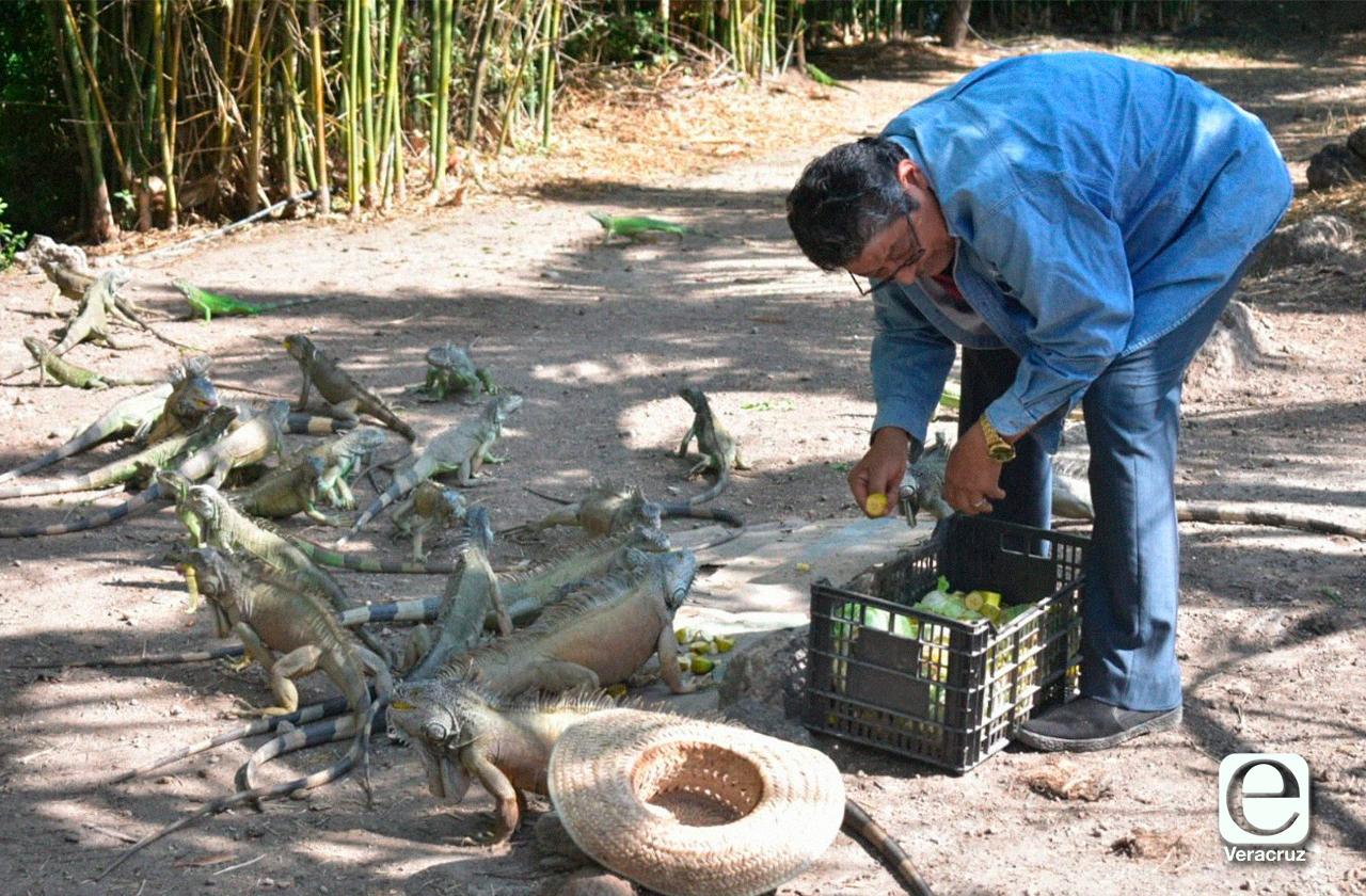 Simón alimenta a diario a más de 100 iguanas en Úrsulo Galván 