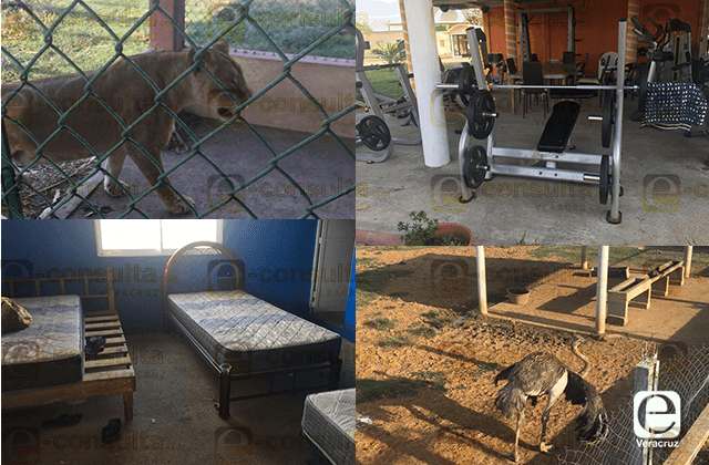 Hallan presunto campo de adiestramiento al sur de Veracruz con leones y cocodrilos