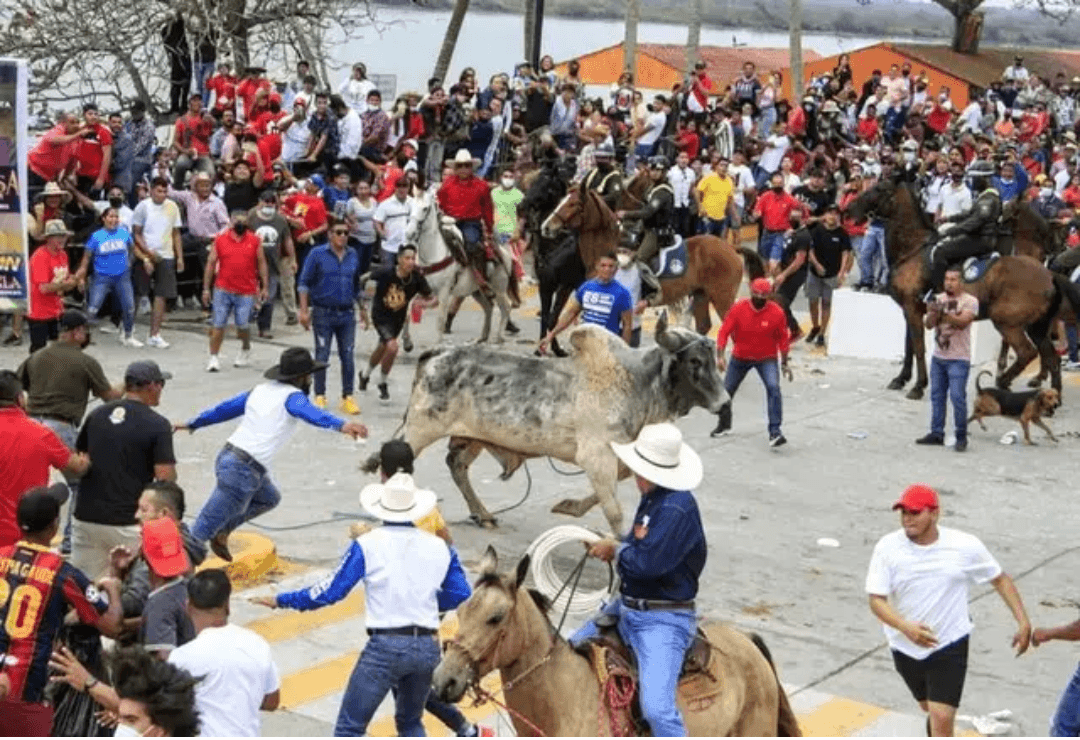 Fiestas en Tlacotalpan: Evita multas por maltrato animal