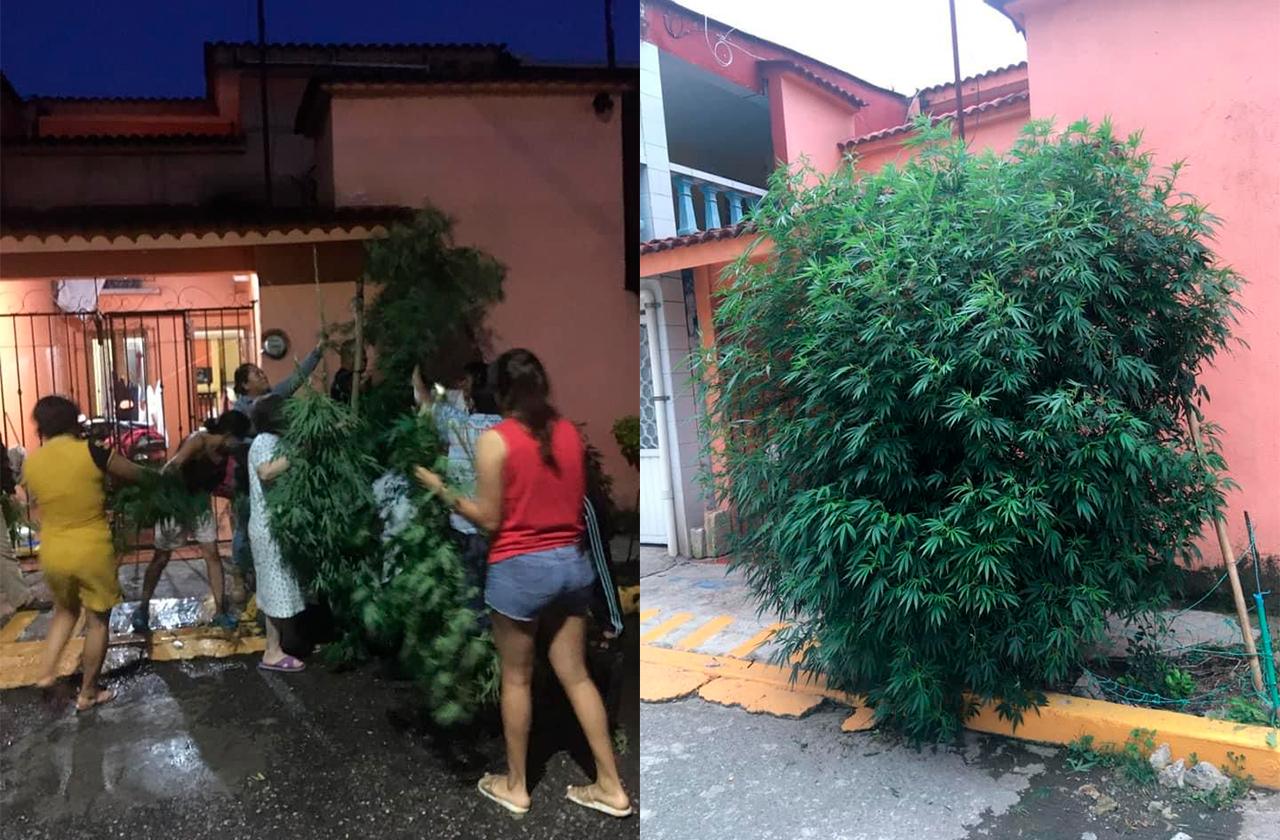 Vecinos en Orizaba defienden 'arbolito de mota' que SSP quiso tirar