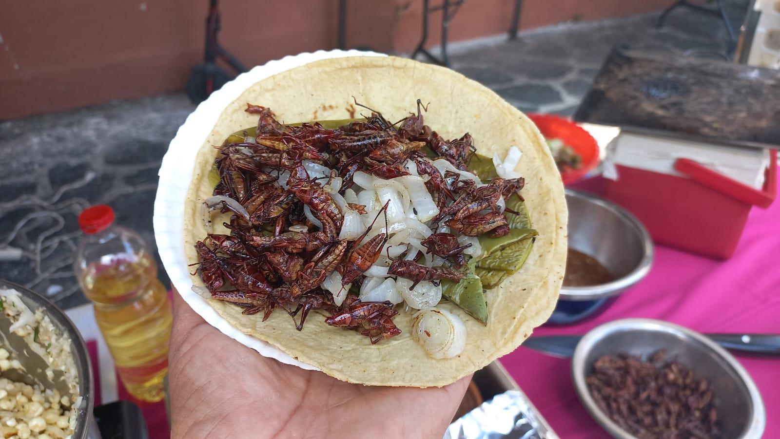 Viscosos y sabrosos, tacos de chapulines y cucarachas en Xalapa