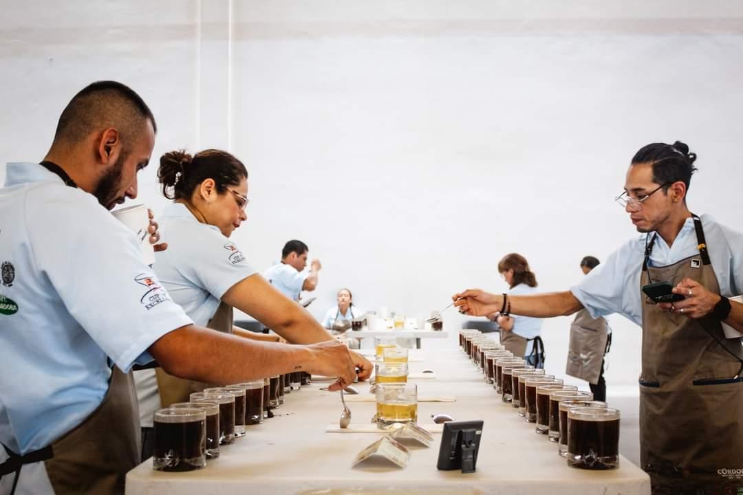 Avanza café cordobés a la fase Internacional de Taza de Excelencia 