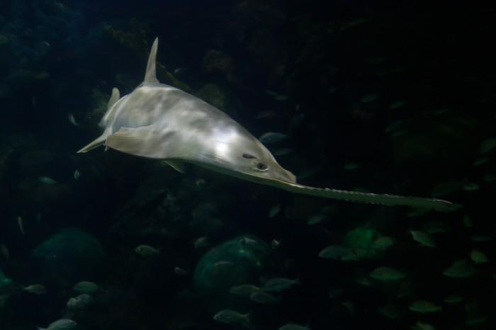 Acuario de Veracruz exhibe a tiburón sierra en peligro de extinción