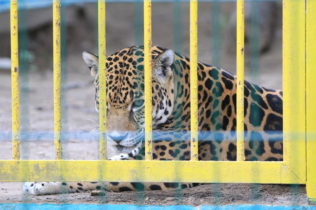 Zoológico “Miguel Ángel de Quevedo se queda sin felinos