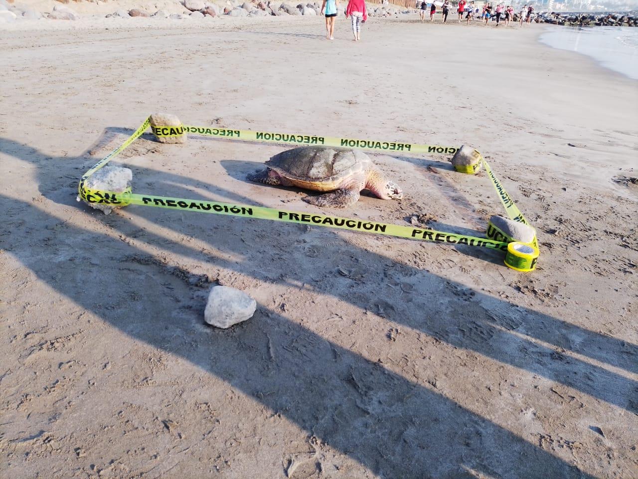 Hallan muerta a otra tortuga carey en playa de Boca del Río