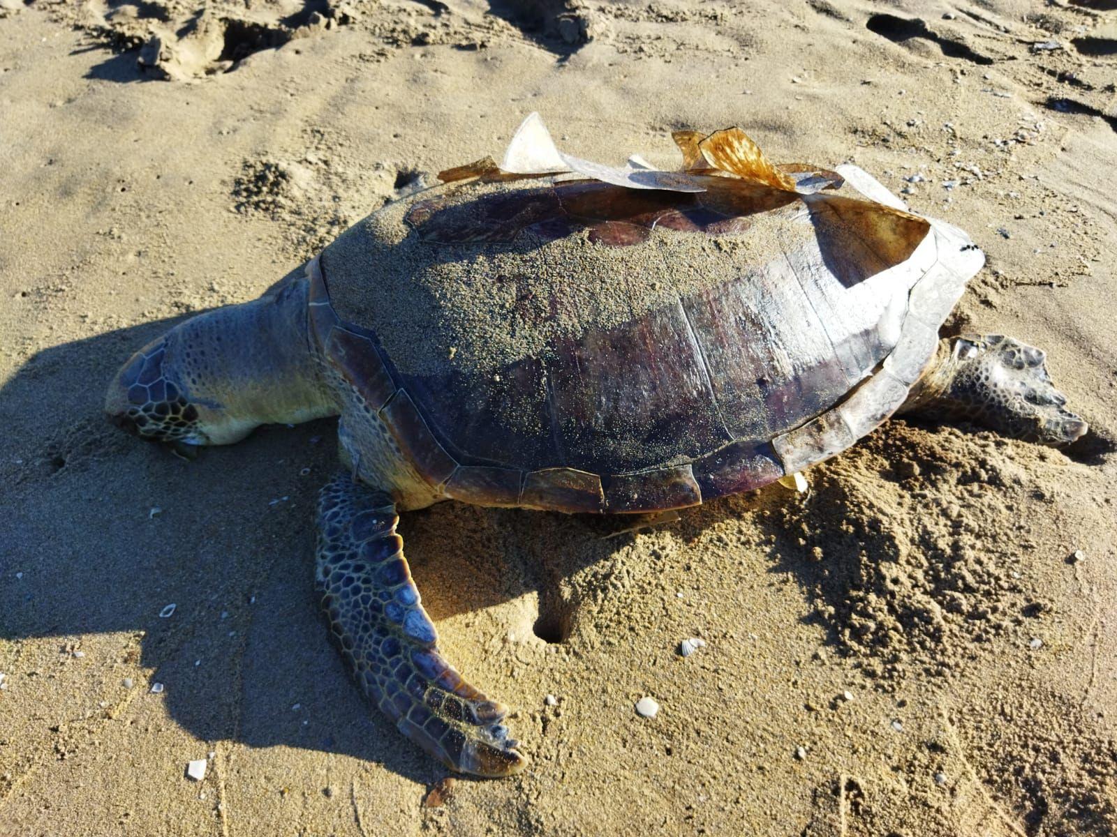 Hallan muerta a tortuga marina en playa de Coatza; es la primera en 2023