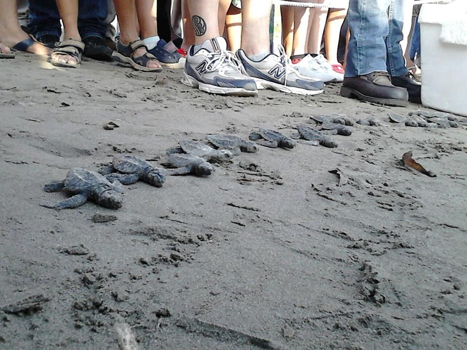 Liberan crías de Tortuga Lora en playa de Boca del Río