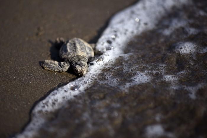 Costa Esmeralda se prepara para el arribo de tortugas