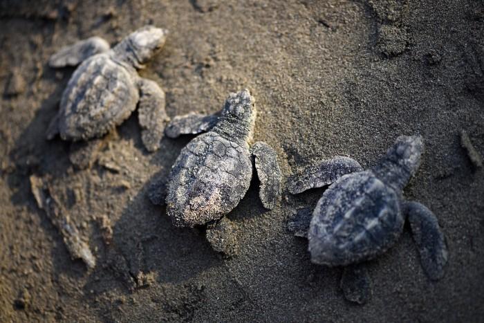 Liberan 1 mil 200 crías de tortugas en la playa Villa Mar