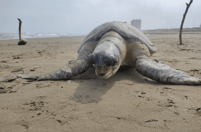 Van 12 tortugas muertas en playa de Coatzacolcos en 3 meses