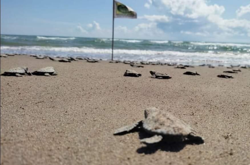 Nacen tortugas en Tecolutla, Veracruz; inicia temporada de liberación