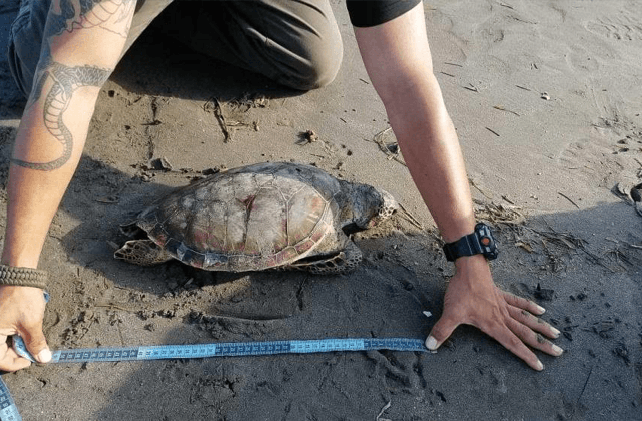 Así fue encontrada sexta tortuga muerta en playas de Alvarado 