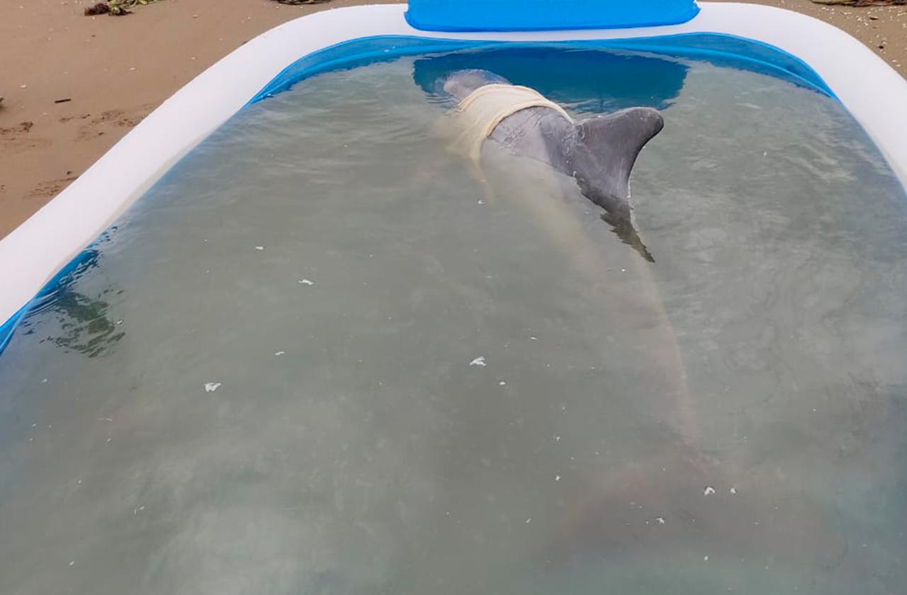 Tras 4 días en observación, muere delfín que encalló en Coatza