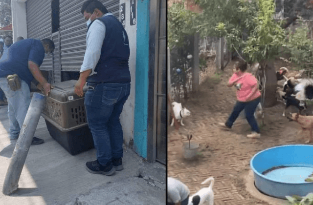 Por maltrato animal, clausuran guardería canina en Veracruz