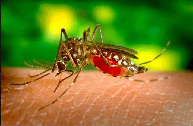 Veracruz tercer lugar nacional en dengue. Estos municipios alarman