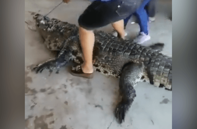 VIDEO | Matan a cocodrilo en Alvarado y lo presumen en redes