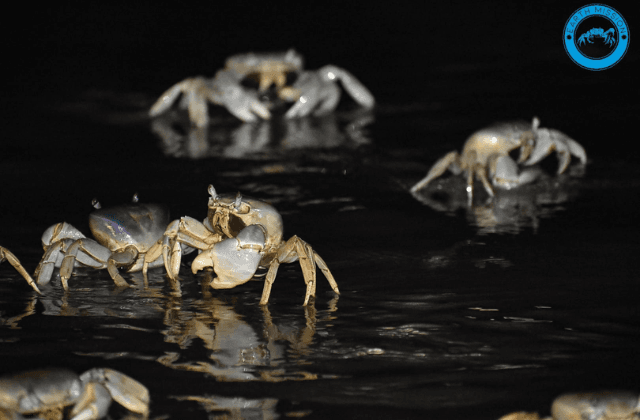 VIDEO | ¡Sorprendente! Captan arribo masivo de cangrejo azul en Veracruz