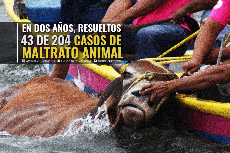En impunidad, gran porcentaje de denuncias por maltrato animal en Veracruz 