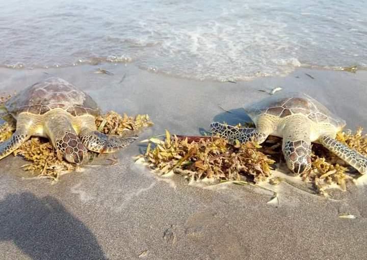 Alerta por hallazgo de tortugas muertas en playas de Veracruz 