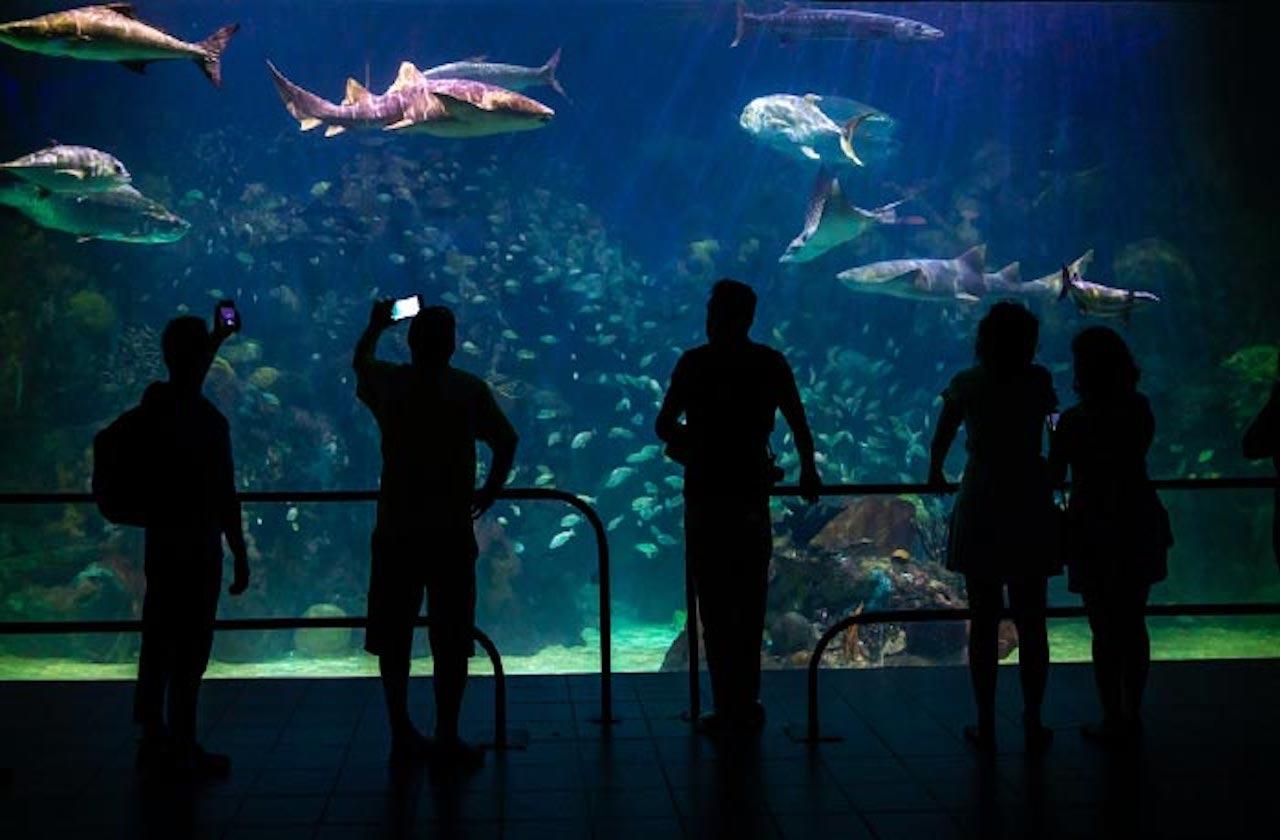 Aquarium del Puerto de Veracruz reabrirá el jueves: Cuitláhuac