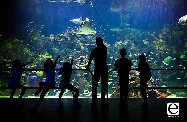 Les pagan: Gobernador va contra ambientalistas por señalar al Aquarium