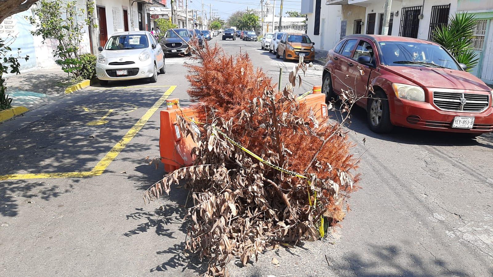 Con un pino, vecinos alertan por hundimiento en colonia de Veracruz