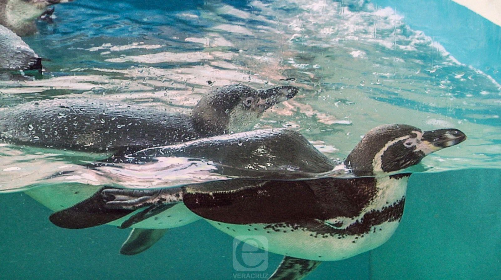 Pingüinos de Humboldt: Aves con un solo amor que habitan el Aquarium de Veracruz