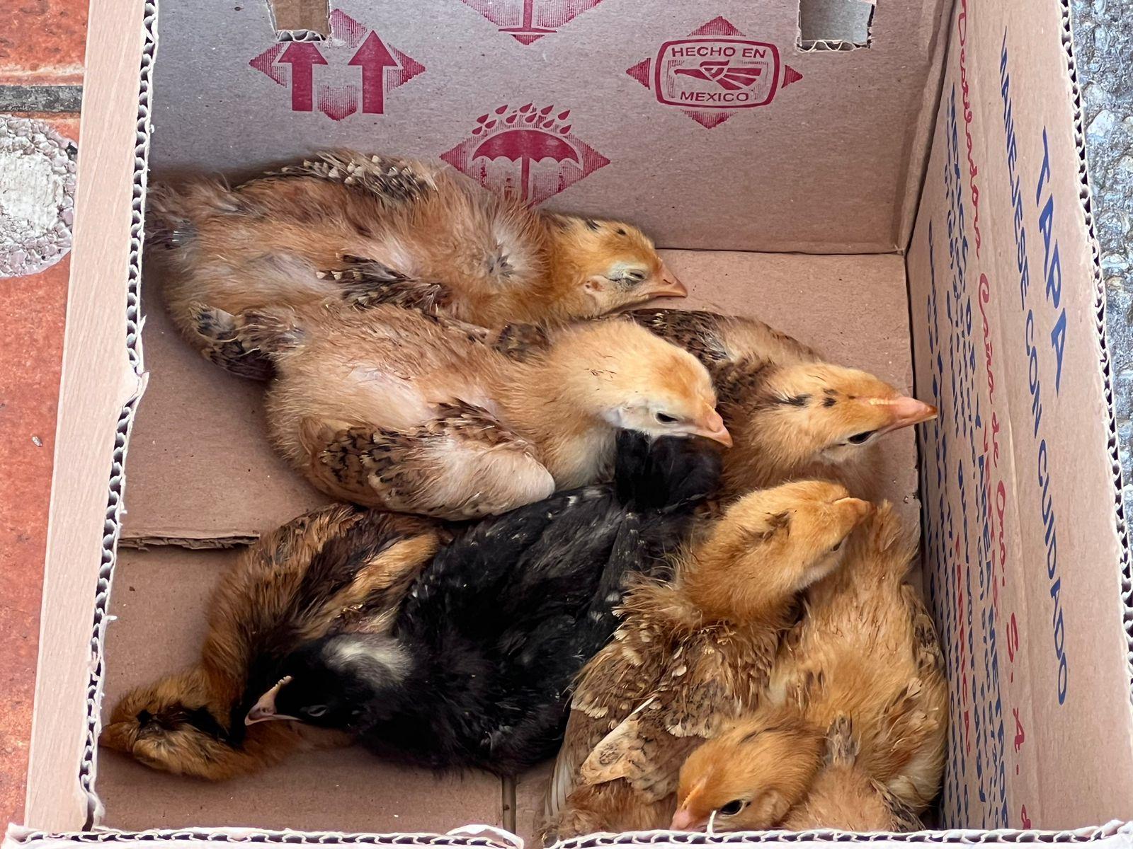 Venderán huevos: Crianza de gallinas, autoempleo de mujeres en Coatza