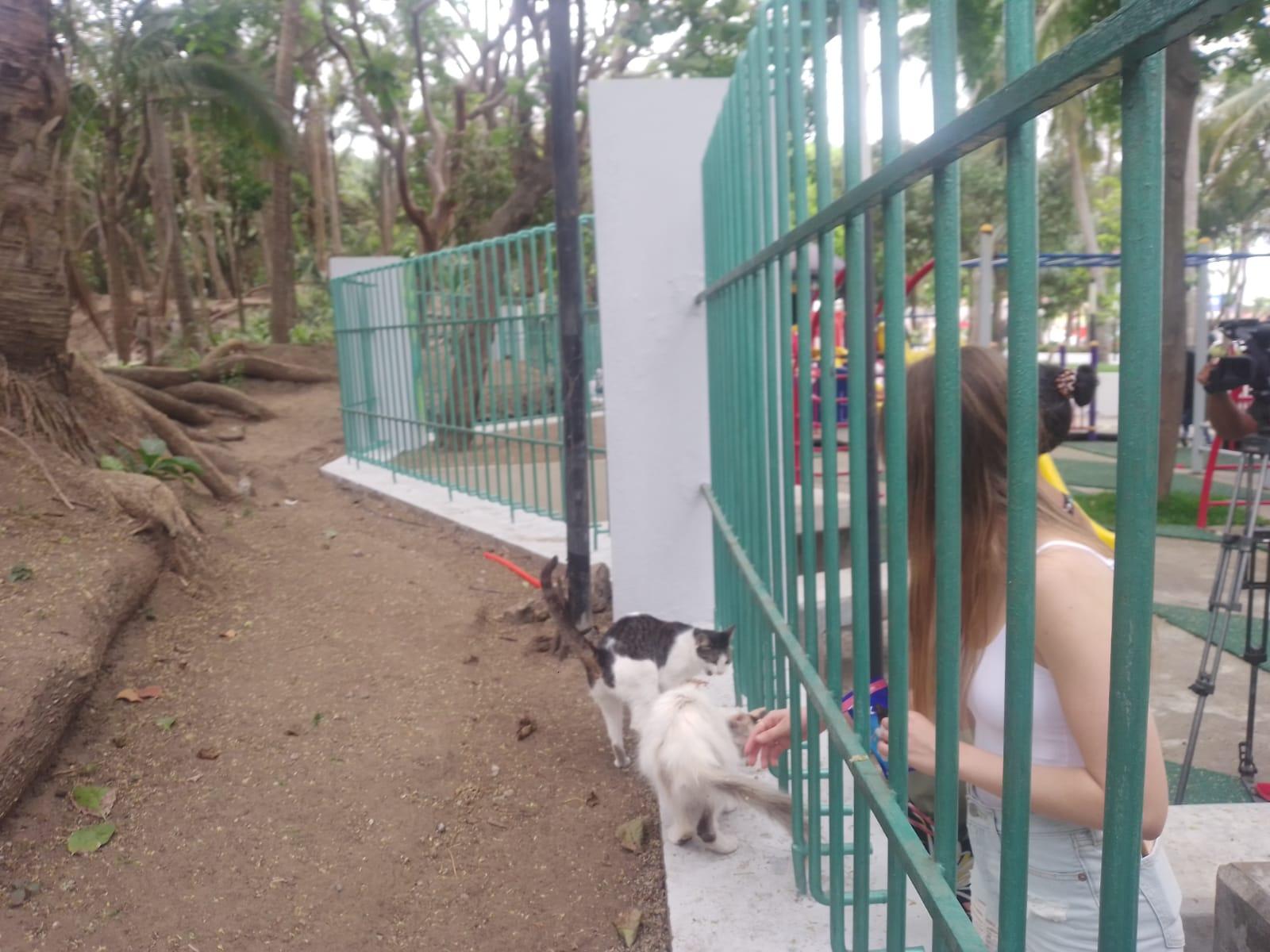 Salvando michis: Buscan familias a gatos del Parque Ecológico de Veracruz