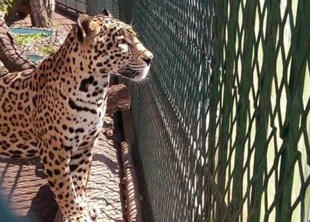 Jaguar de zoológico en Orizaba se devora un perro