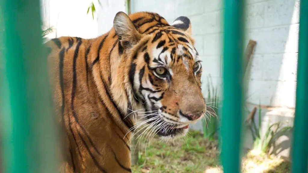 Zoológico de Veracruz: Otra opción para visitar en Semana Santa