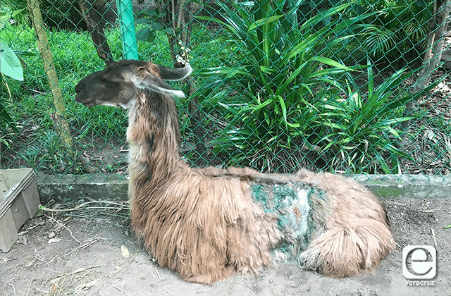 Zoológico de Veracruz, monumento al maltrato animal: activista